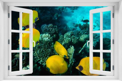 Fototapeta Naklejka Na Ścianę Okno 3D - Underwater image of coral reef and School of Masked Butterfly Fish