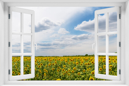 Fototapeta Naklejka Na Ścianę Okno 3D - Sunflower field with cloudy blue sky