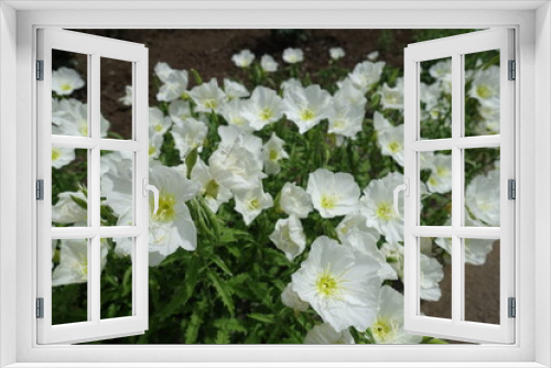 Fototapeta Naklejka Na Ścianę Okno 3D - Not a few white flowers of Oenothera speciosa in May