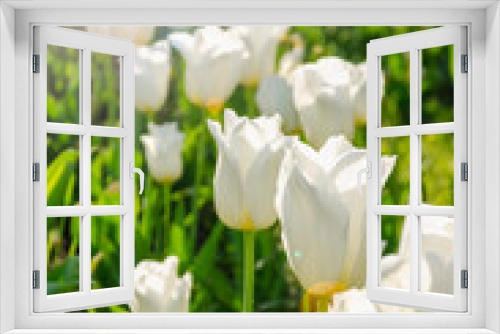 Fototapeta Naklejka Na Ścianę Okno 3D - White flowers of tulips close up nature background