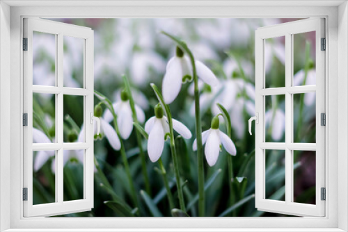 Fototapeta Naklejka Na Ścianę Okno 3D - Defocus Springtime flowers. Side view. Snowdrop spring flowers in a clearing in the forest. Snowdrop, symbol of spring. Galanthus, Galanthus nivalis. Close-up. Cold tint. Out of focus