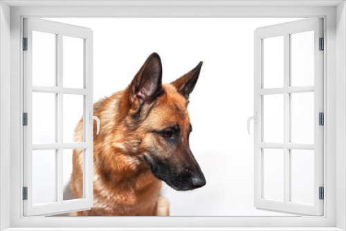 Fototapeta Naklejka Na Ścianę Okno 3D - Banner with shepherd dog and plenty of space for text. Face of dog for pet shop or advertising. Portrait of black and red German Shepherd on white background.