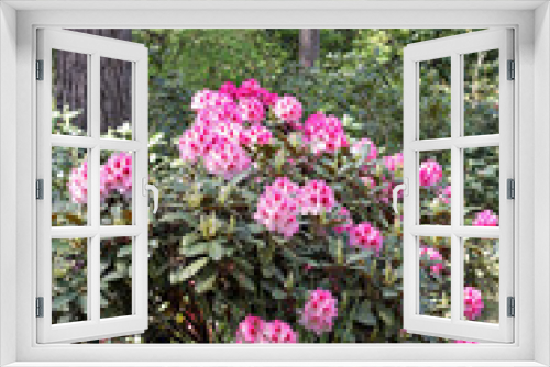 Fototapeta Naklejka Na Ścianę Okno 3D - Rhododendron in spring.