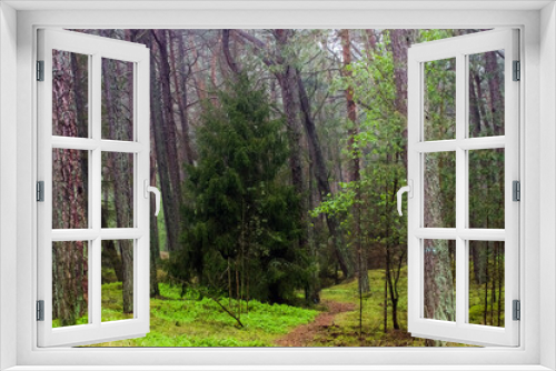 Fototapeta Naklejka Na Ścianę Okno 3D - Krajobraz leśny pnie drzew	
