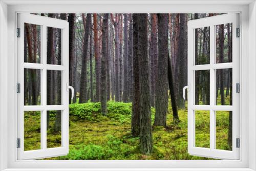 Fototapeta Naklejka Na Ścianę Okno 3D - Krajobraz leśny pnie drzew 