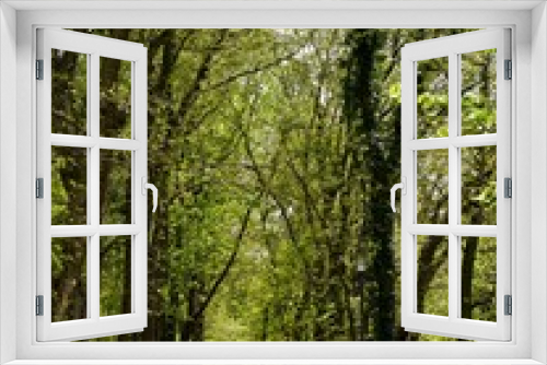 Fototapeta Naklejka Na Ścianę Okno 3D - Weg durch den Wald