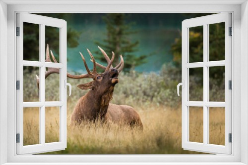 Fototapeta Naklejka Na Ścianę Okno 3D - Bull Elk (Cervus canadensis) (Wapiti) with big antlers, laying and resting on the grass while calling cow elks during the rut season in fall in the Canadian Rockies