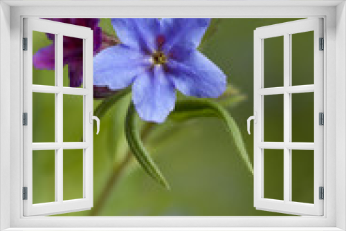 Fototapeta Naklejka Na Ścianę Okno 3D - blue and purple flowers