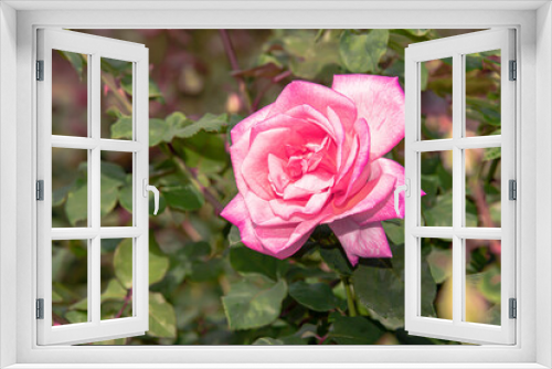 Fototapeta Naklejka Na Ścianę Okno 3D - The rose is blooming to show its beauty.