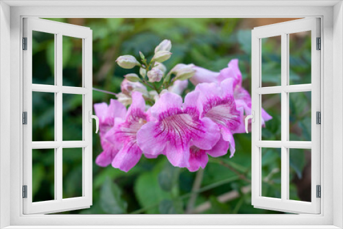 Fototapeta Naklejka Na Ścianę Okno 3D - Pink trumpet vine or Podranea ricasoliana bloom in the garden with sunlight on blur nature background.