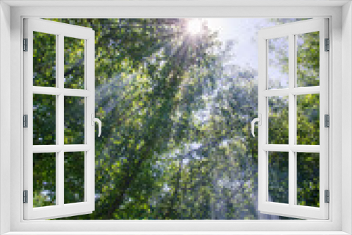 Fototapeta Naklejka Na Ścianę Okno 3D - spring woods in foggy sunny morning