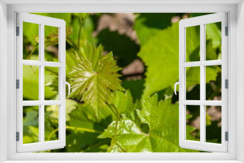 Fototapeta Naklejka Na Ścianę Okno 3D - Sprig of grapes with young shoots close-up in summer