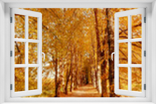 Fototapeta Naklejka Na Ścianę Okno 3D - autumn on the birch alley