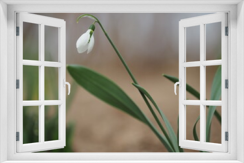 Fototapeta Naklejka Na Ścianę Okno 3D - spring snowdrops