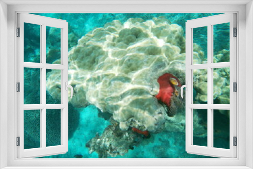 Fototapeta Naklejka Na Ścianę Okno 3D - FISH