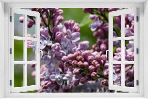 Fototapeta Naklejka Na Ścianę Okno 3D - Flowering branch of lilac macro