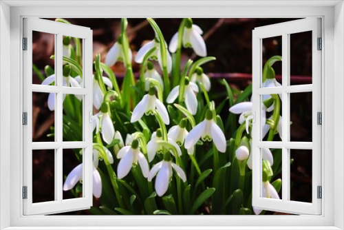 Fototapeta Naklejka Na Ścianę Okno 3D - weiße Schneeglöckchen im Frühling