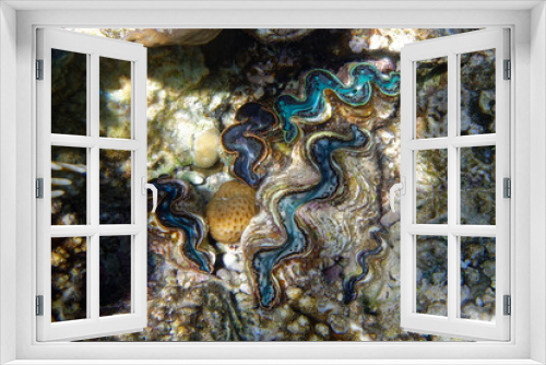 Fototapeta Naklejka Na Ścianę Okno 3D - Giant clams (tridacna sp.) in Red Sea