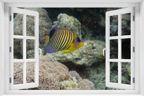 Fototapeta Naklejka Na Ścianę Okno 3D - Royal angelfish (Pygoplites diacanthus) in Red Sea