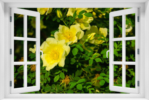 Fototapeta Naklejka Na Ścianę Okno 3D - Yellow rose flowers with green leaves spring background