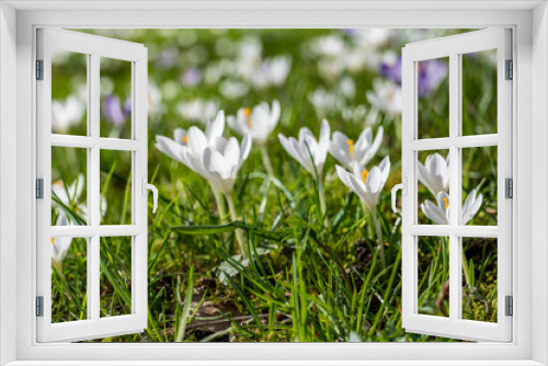 Fototapeta Naklejka Na Ścianę Okno 3D - early spring, first spring flowers, sunny day, close-up crocuses