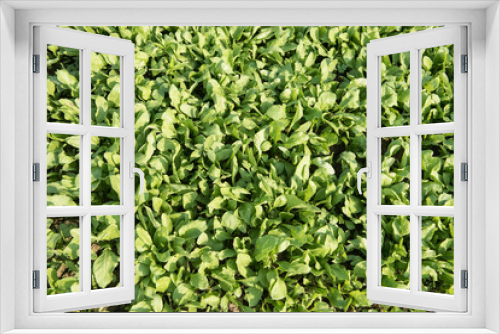 Fototapeta Naklejka Na Ścianę Okno 3D - Katni / India 25 October 2017 Green vegetable spinach or palak in the field in Katni Madhya Pradesh India