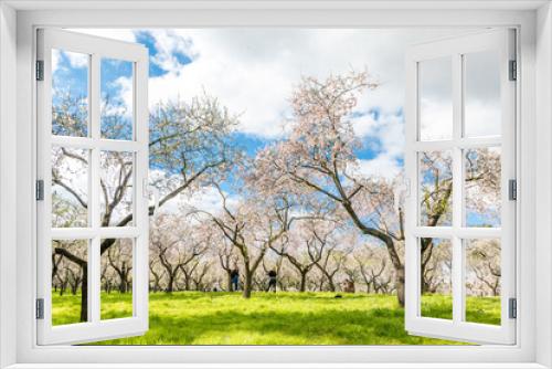 Fototapeta Naklejka Na Ścianę Okno 3D - Almond trees in bloom in the public park of Quinta de los Molinos in Madrid