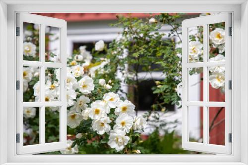Fototapeta Naklejka Na Ścianę Okno 3D - midsummer roses in the garden