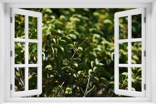 Fototapeta Naklejka Na Ścianę Okno 3D - 緑の木