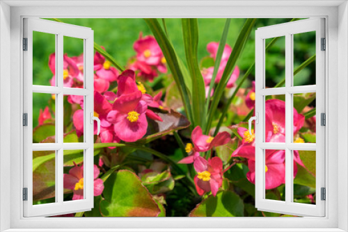 Fototapeta Naklejka Na Ścianę Okno 3D - Pink begonias, USA