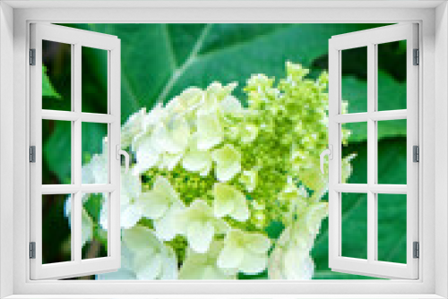 Fototapeta Naklejka Na Ścianę Okno 3D - White Oakleaf Hydrangea, USA