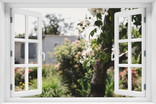Fototapeta Naklejka Na Ścianę Okno 3D - Apfelbaum im Fokus in einem typischen deutschen Kleingarten mit Gartenlaube