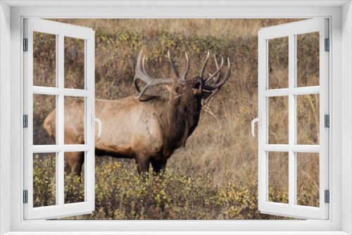 Fototapeta Naklejka Na Ścianę Okno 3D - Majestic bull elk bugling