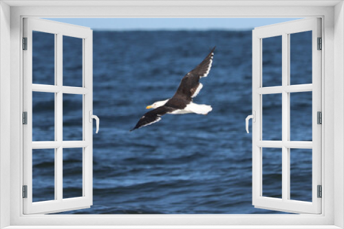 Fototapeta Naklejka Na Ścianę Okno 3D - seagull in the sea