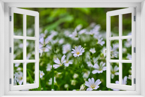 Fototapeta Naklejka Na Ścianę Okno 3D - bunte Frühlingswiese Frühlingsblumen auf der Wiese im Frühling