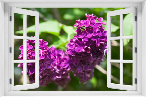 Fototapeta Naklejka Na Ścianę Okno 3D - branch of lilac