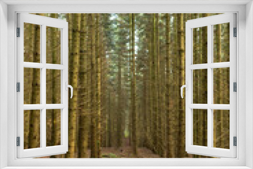 Fototapeta Naklejka Na Ścianę Okno 3D - Wald vom Borkenkäfer befallen