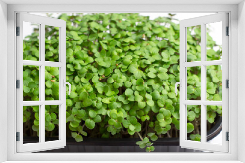 Fototapeta Naklejka Na Ścianę Okno 3D - Mustard microgreen sprouts close up. Raw sprouts, microgreens, healthy food concept