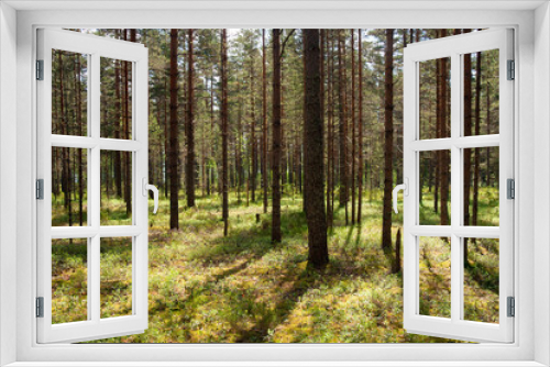 Fototapeta Naklejka Na Ścianę Okno 3D - Morning in pine forest