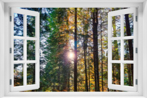 Fototapeta Naklejka Na Ścianę Okno 3D - Autumn forest in the morning