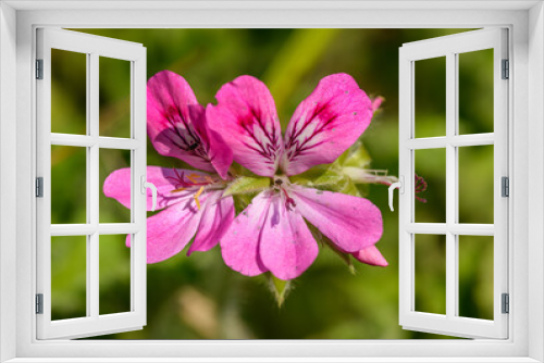 Fototapeta Naklejka Na Ścianę Okno 3D - flower cluster of pelargonium flower