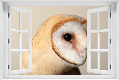 Fototapeta Naklejka Na Ścianę Okno 3D - Beautiful common barn owl on beige background, closeup