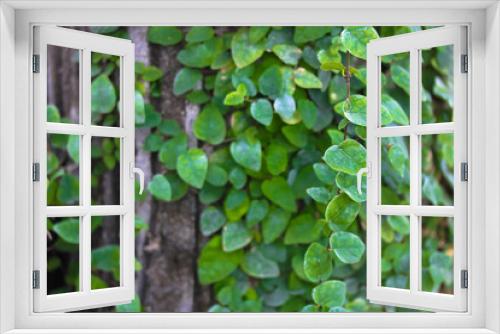 Fototapeta Naklejka Na Ścianę Okno 3D - Green Persian or Colchis ivy. An evergreen creeping plant climbing on the wall. Leaves texture. Green wall. Green plant texture. Green leaves background.