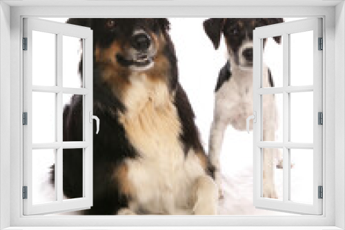 Fototapeta Naklejka Na Ścianę Okno 3D - Two dogs in studio
