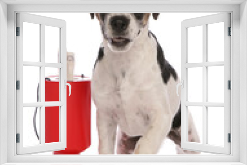 Fototapeta Naklejka Na Ścianę Okno 3D - Jack Russell Terrier
