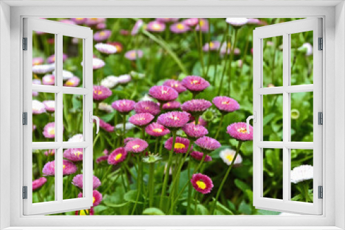 Fototapeta Naklejka Na Ścianę Okno 3D - Bellis perennis in the garden .