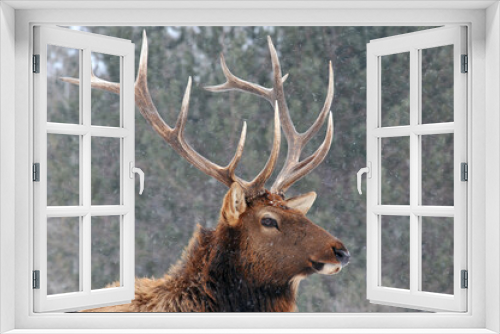 Fototapeta Naklejka Na Ścianę Okno 3D - stag elk in snow storm in woods
