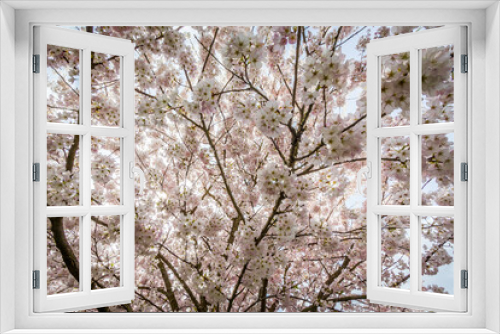 Fototapeta Naklejka Na Ścianę Okno 3D - Cherry blossoms, trees, spring, beautiful, Richmond BC