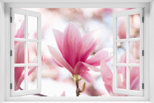 Fototapeta Naklejka Na Ścianę Okno 3D - Spring floral background. Beautiful light pink magnolia flowers in soft light