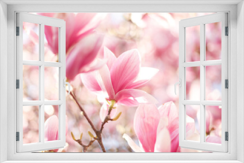 Fototapeta Naklejka Na Ścianę Okno 3D - Close up of lovely magnolia bloom. Springtime blossom. Spring background